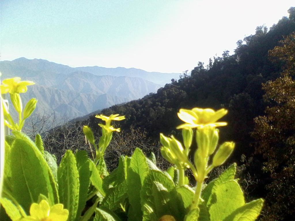 Ilbert Manor Ξενοδοχείο Mussoorie Εξωτερικό φωτογραφία